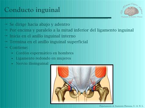 o que é canal inguinal